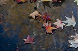 Haiku in Portuguese: This November
