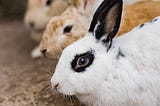 Four rabbits in profile,  of varying colors, eye the camera warily.