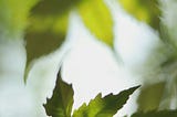 Shadowy leaves