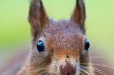 Portrait of a red squirrel, with its ears pointed straight-up and staring directly at the camera