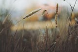 Barley stalks [a poem]