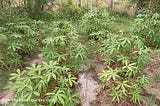 How do you apply organic fertilizer Tapioca plants?