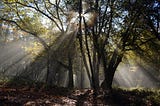 sunlight shining through the branches of tall trees with green leaves