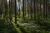 As The Forest Answers: Reimagining our relationships with forests though language
