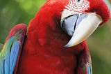 Parrots, Plumbers and Private Places