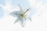 Lily