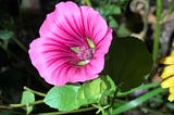 On the edibility of Malope trifida