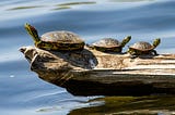 three turtles on a log in the water, feeling the sunshine