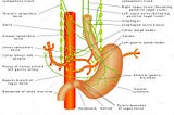 Figure showing gut and nerves connection.