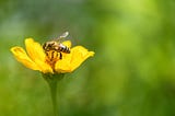 Is Beekeeping Beesaving?