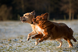 6 Fun Games to Play With Your Dog This Summer