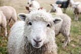 How are Sheep related to Stock Markets?