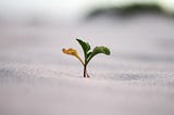 Adopting an Organizational Growth Mindset