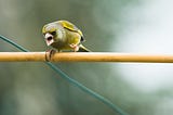 angry green bird