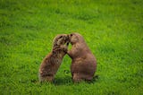 The Naked GroundHog Lesson