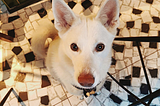 Dog Pawrenting and Practical Tools for Life