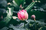Grow Like the Lotus Flower