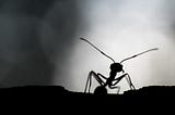 My Ken’s Job Was ‘Ants’