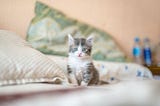 5 proven ways to socialize your kitten