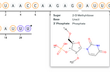 Row of 21 circles representing nucleotides in a modified RNA sequence. Thee circle labeled “U” has a large tooltip underneath with the text “Sugar 2-O-Methylribose”, “Base Uracil”, and “3' Phosphate Phosphate”. The tooltip also contains an image of the chemical structure of the modified nucleotide.