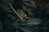 Metamorphosis.