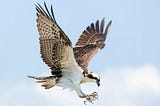 No Design? The Beautiful design of Hawks.