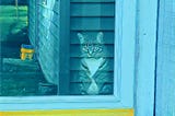 Stylized picture of cat at glass door, looking out at the sunny back yard.