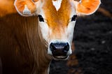 A picture of a cow looking into the camera