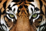 The Tiger’s Misunderstood Intentions: A Tale of Perception and Compassion