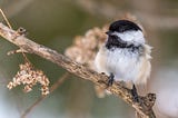 The Chickadee: Nature’s Secret Genius Bird-Brain