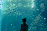 Oxygen and Aquariums — Morgan Motsinger
