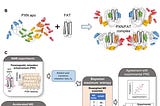 How Tiny Parts of Cells Stay Organized: New Insights Unlocking Cancer Growth Blockade