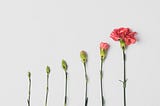 Six pink carnations in various states of bloom, from a small bud on the left to in full bloom on the right