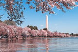 Cherry Blossoms (Sakura) Across America