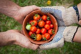 Micro dwarf tomatoes are becoming a popular choice for gardeners who are short on space but not on…