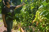 Neighborhood plant exchanges cultivate community as pandemic gardens flourish through 2021