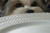 Dog peering over a plate