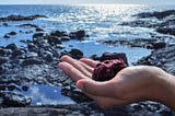 The World’s Mightiest Seaweed — What you need to know