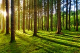 Verdant green forest of trees, with light shining through creating shadows of the trunks