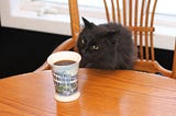 Gatos-cafés e a busca por afeto