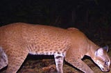 SYNTHESIZING REALISTIC WILDLIFE IMAGES FOR CONSERVATION AND EDUCATION