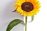 Celebrate Graduation with Sunflowers: Symbolizing Achievement & Bright