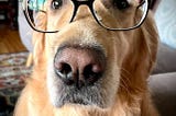 Spaced retriever practice: How to train your golden retriever like a cognitive scientist