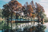 4 Goodly Tall Trees for Privacy in Your Home Sweet Home