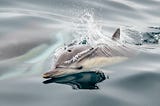 Scottish Researchers Detect Signs of Alzheimer’s Disease In Wild Dolphins