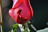 Beautiful Is a Feeling