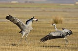 Cataract Surgery for a Crane, Because Sometimes Wildlife Needs Our Help