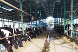 Modern Dairy Farming in Sub-Continent