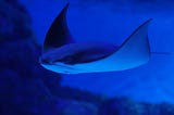 The Bat Ray