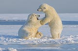 Melting Arctic Sea Ice: A Serious Threat to the Existence of Polar Bears